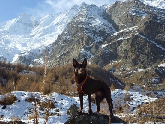 Kelpie in verschneiter Berglandschaft