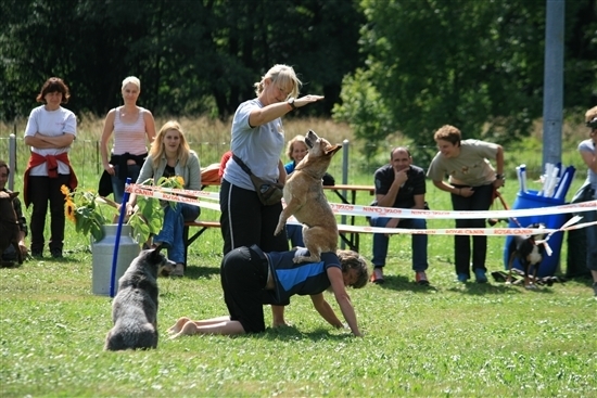 Zwei Australian Cattle Dogs zeigen Tricks