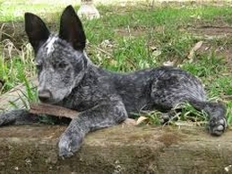 Stumpy Tail Cattle Dog, liegend