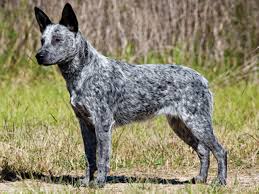 Stumpy Tail Cattle Dog, stehend