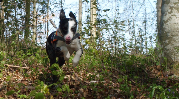 Australian Koolie in der Personensuche